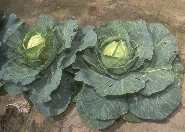 Braised cabbage